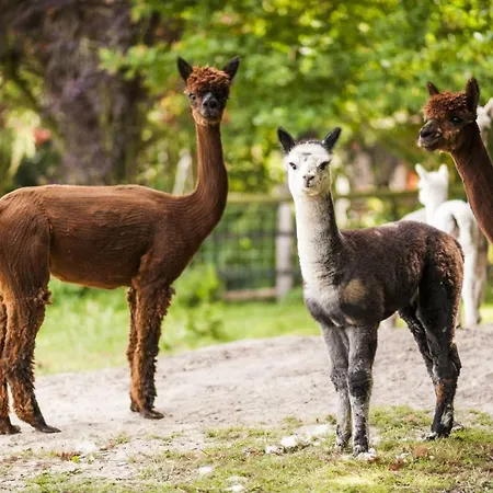 Gaestehaus Buenner Hof Lägenhet