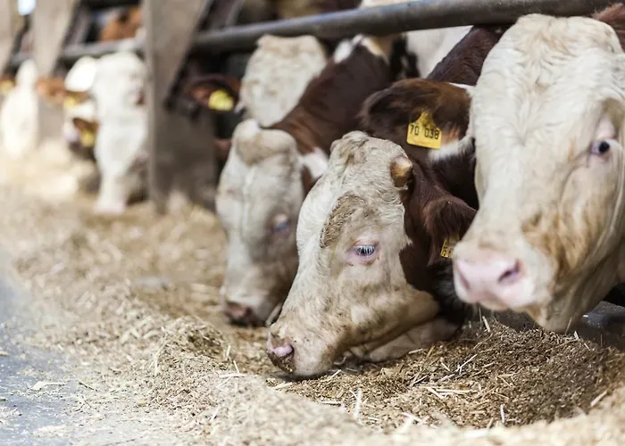 דירה Gaestehaus Buenner Hof *