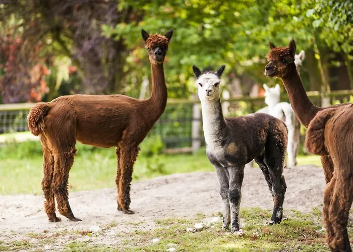 Gaestehaus Buenner Hof דירה